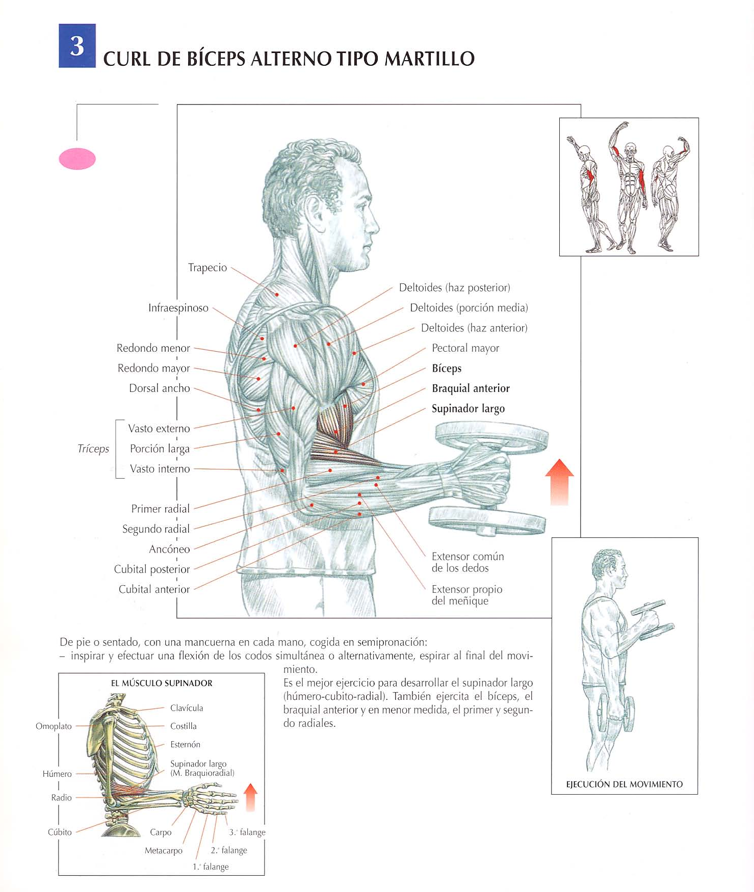 Description of exercise 1: Hammer Bicep Curl