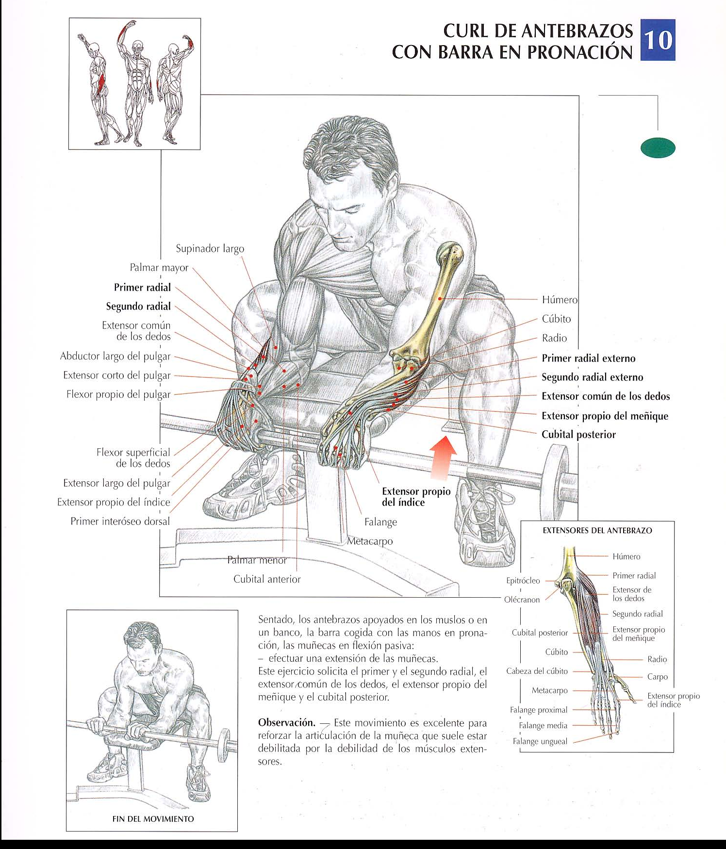 Description of exercise 2: Pronated Forearm Curl