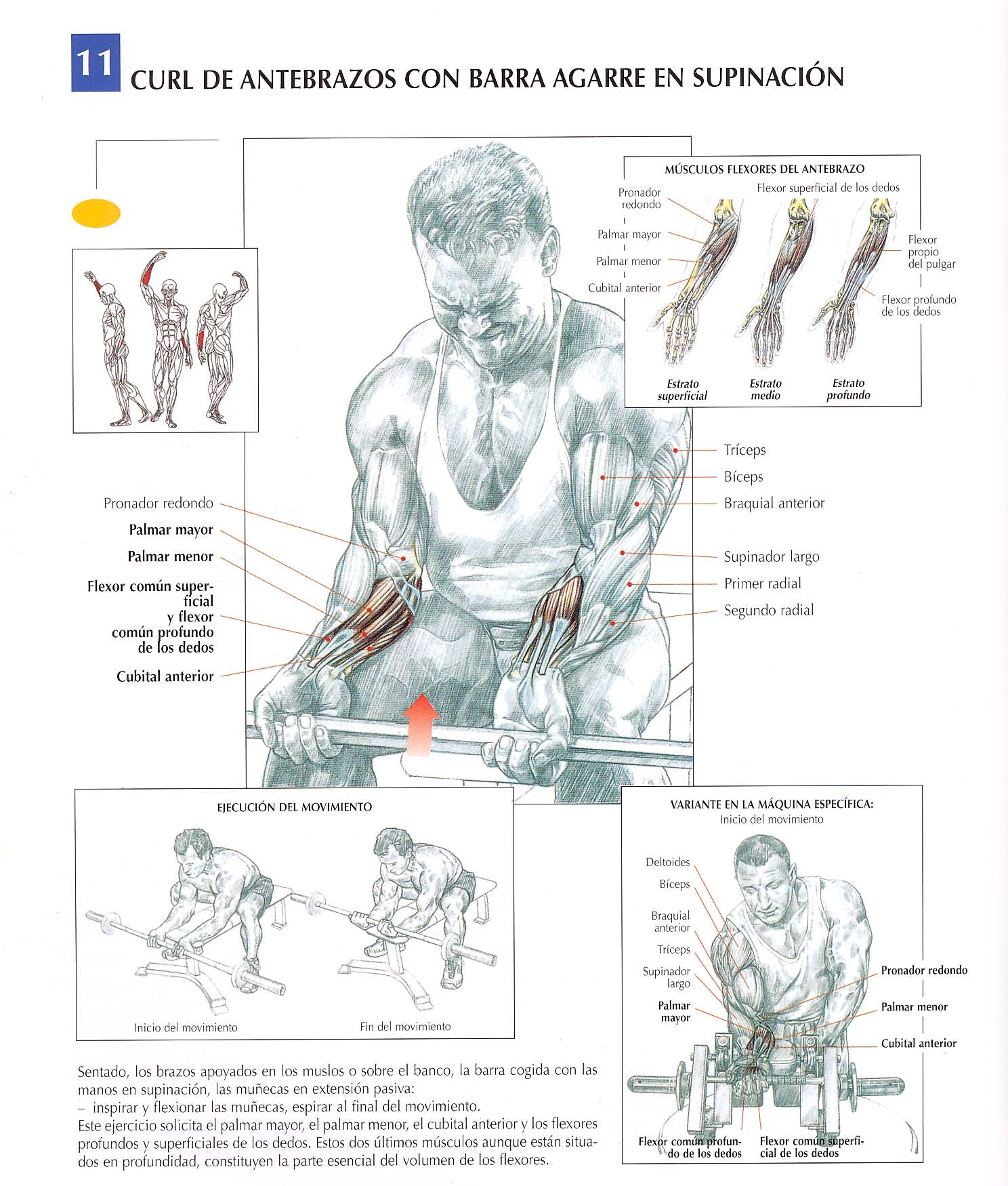 Description of exercise 3: Supinated Forearm Curl