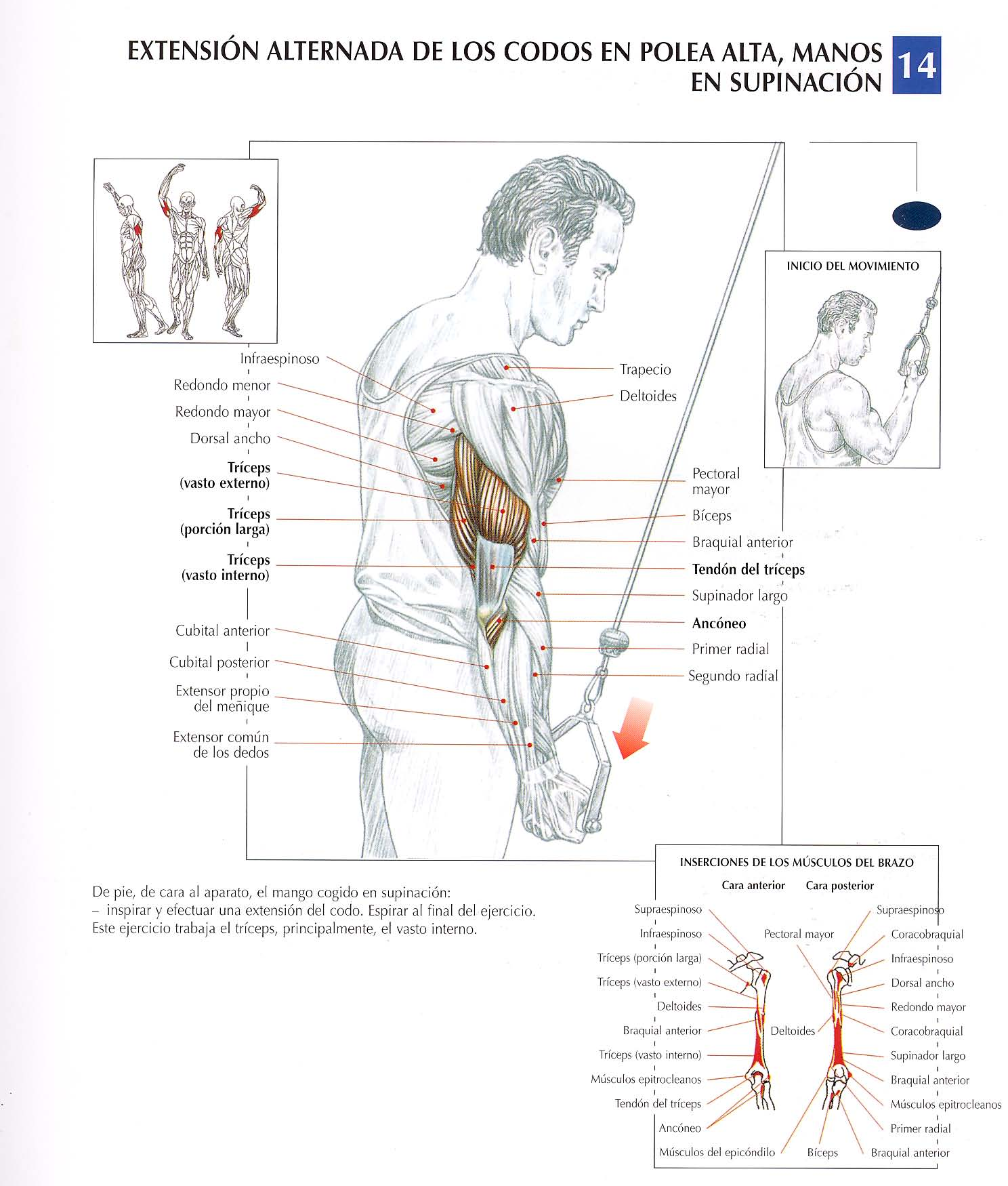 Beschreibung der Übung 4: Trizeps-Erweiterung in Supination