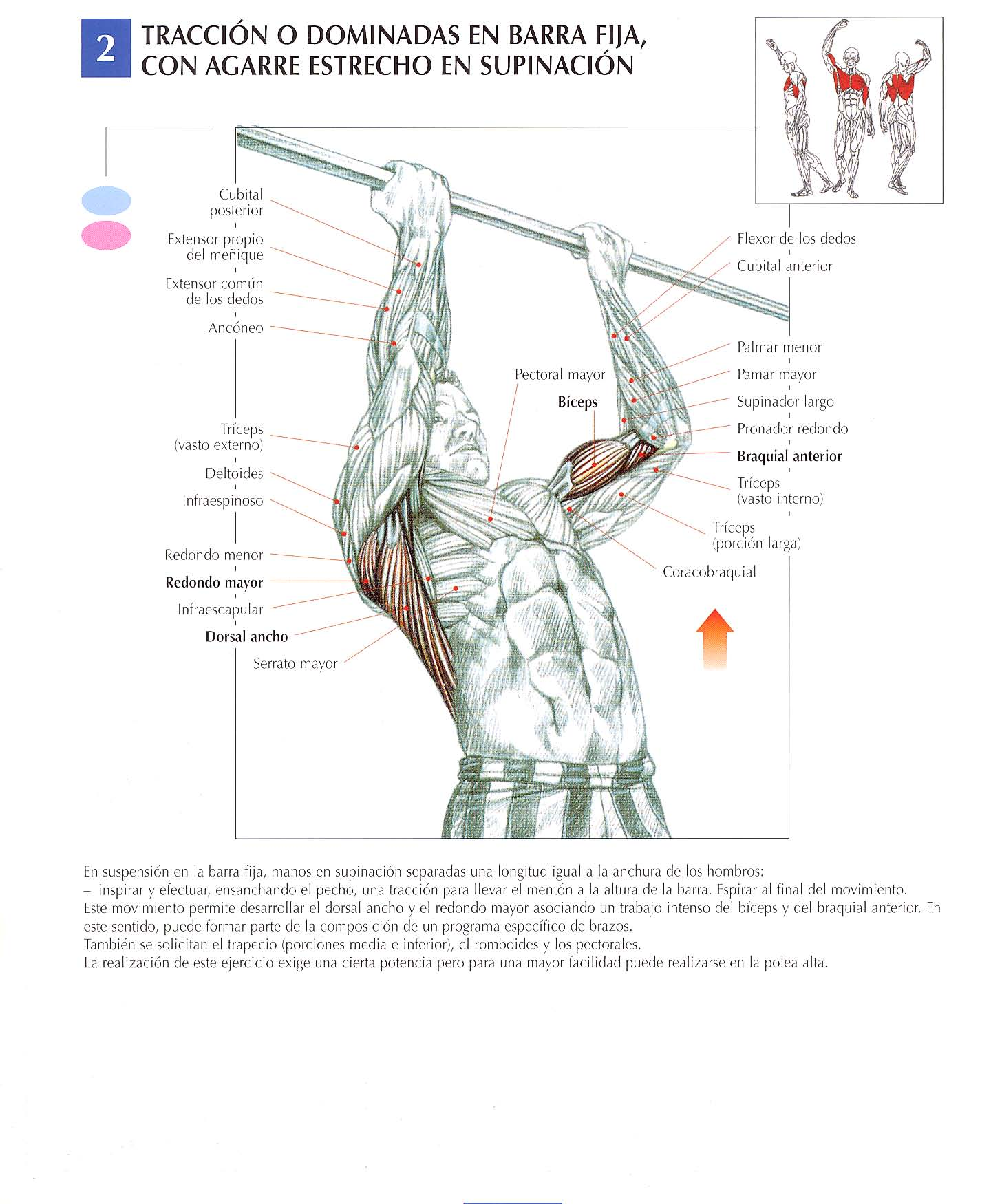 Description of exercise 5: Chin Ups