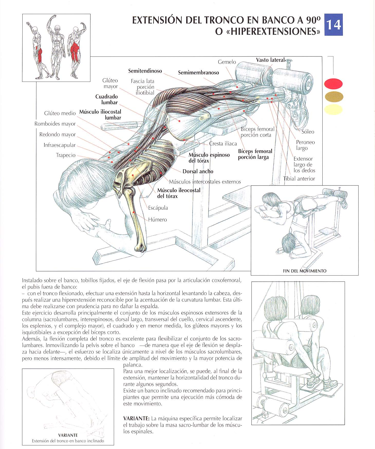 Description of exercise 7: Lumbar Extensions