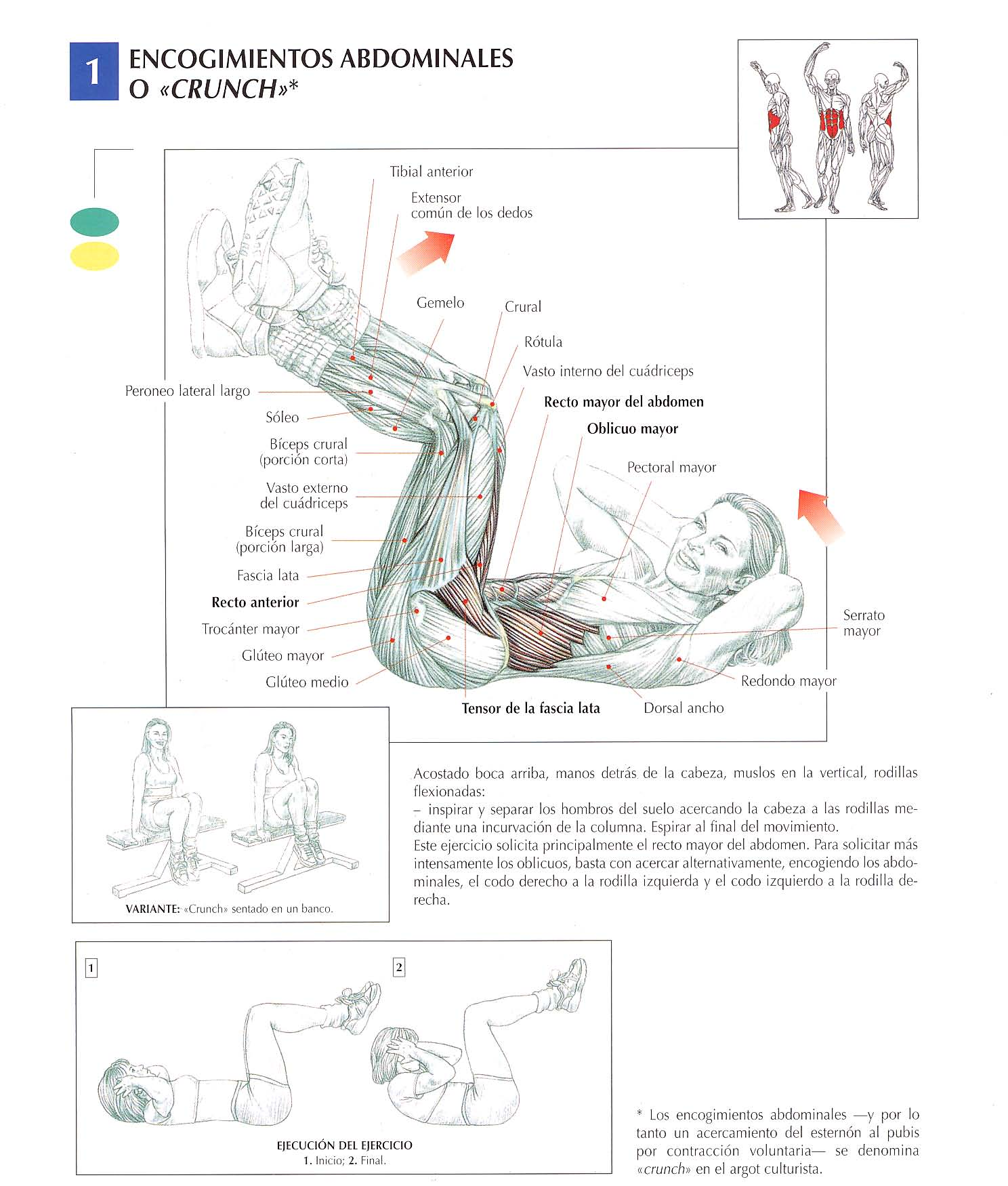 Description of exercise 8: Abdominals