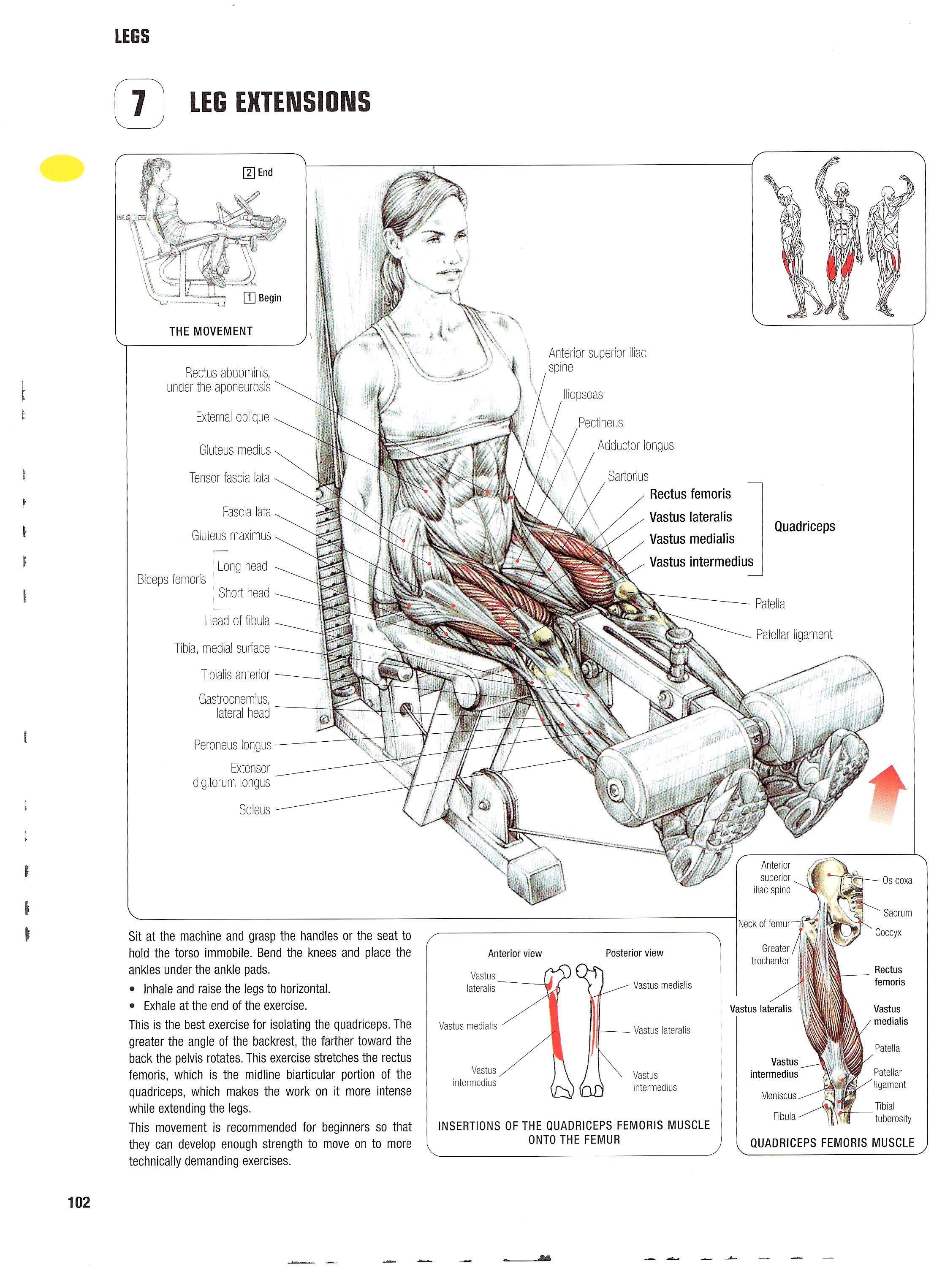 Übung Quadriceps-Extension