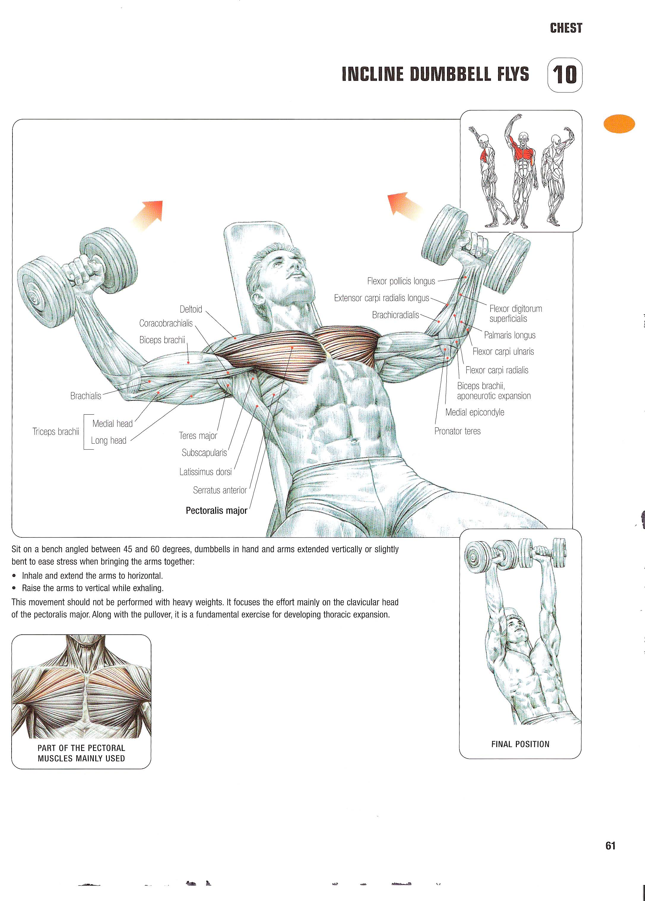 Dumbbell fly exercise