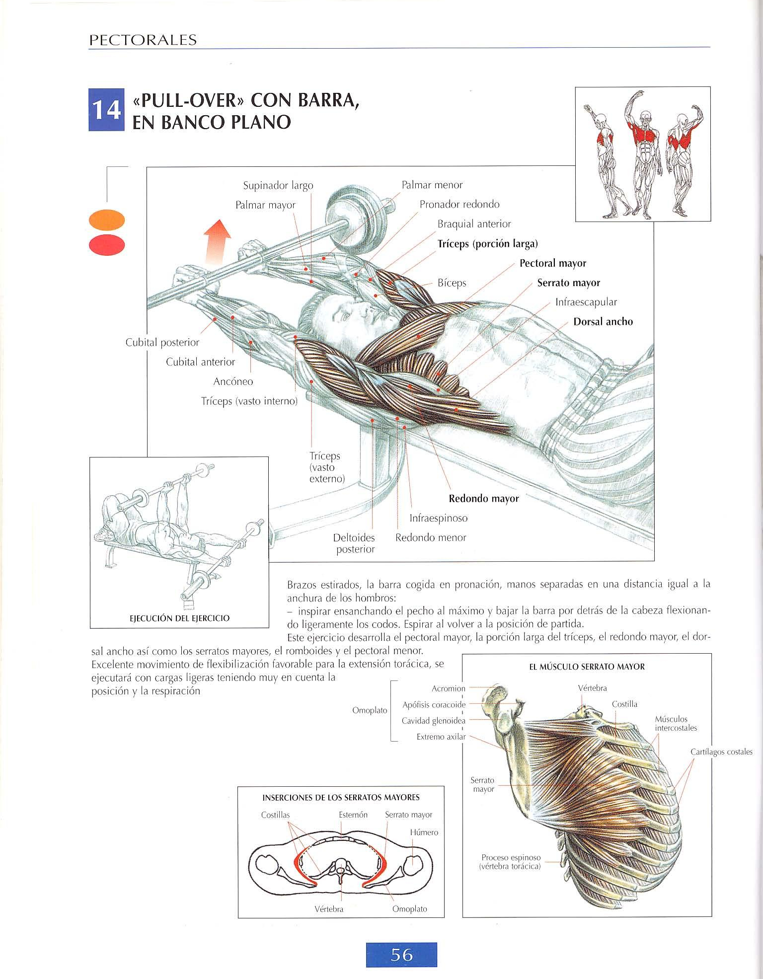 Lunges