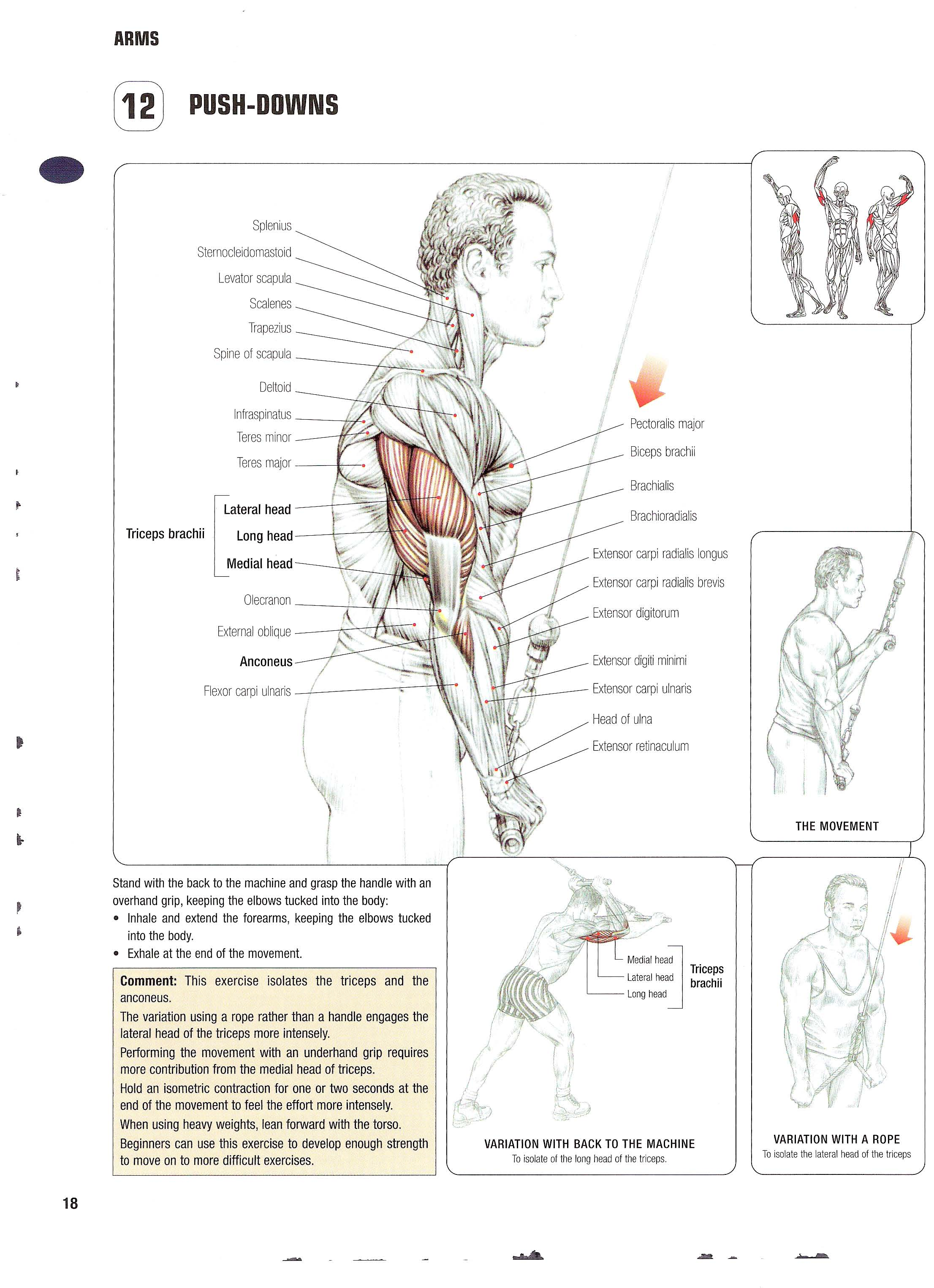 Triceps extension cable exercise